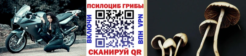 Галлюциногенные грибы Psilocybine cubensis  Лянтор 